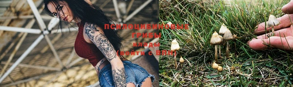 PSILOCYBIN Богородицк